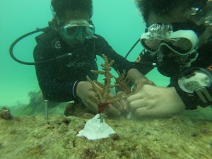 Coral planting project at Calypso Diving