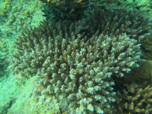 Coral Reef Assessment