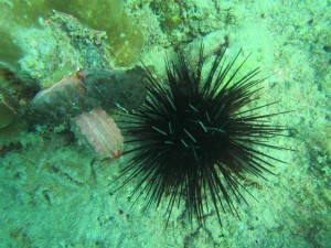 Coral Reef Assessment