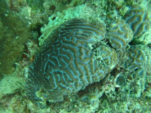 Coral Reef Assessment