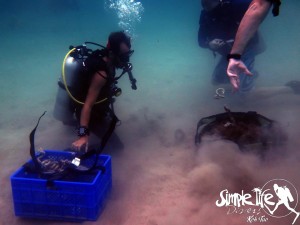 Crates are being used to help with the collection.