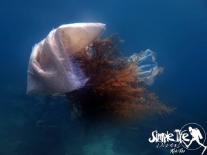 Some bags attached to the coral