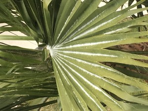 Ice on Palm Trees