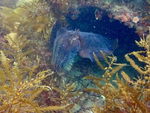 Mr cuttlefish trying to get some attention from these shark-lovers