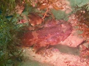 My first spotted Cobbler Wobbegong shark since living and diving in South Australia ? 