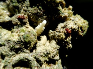 Staghorn coral on the calcium rumble