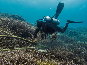 Collecting Rubbish off the Reef