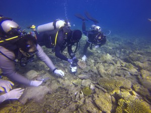 we are putting back the live rocks with coral pulp back to the nursery