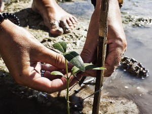 Securing the Seedling to the stick