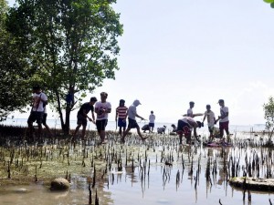 Team work in passing the seedlings