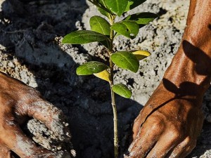 Planting the First Seedling