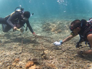 local divers installing coral frames