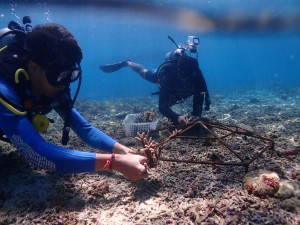 local divers attaching corals to frames