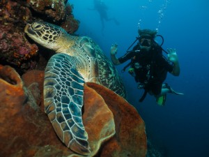 Student Observing Turtles