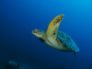 Turtles in the Gili Islands