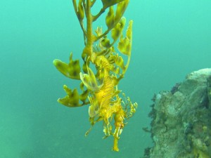 Leafy Seadragon