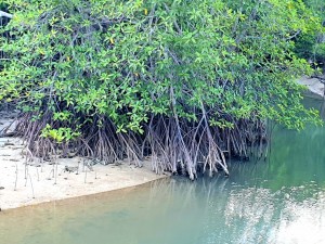 Mangroves