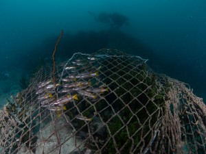 Coral Reef suffocated by a ghost net