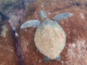 Green sea turtle at Cagarras Islands