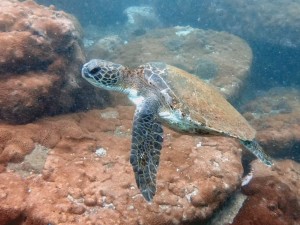 Green Sea turtle