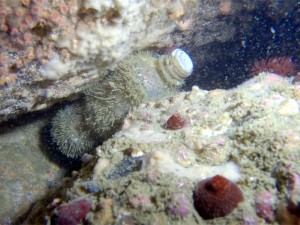 PET bottled already colonized underwater