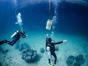 Artificial reef