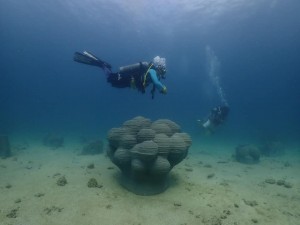 Artificial reef