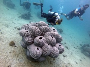 Artificial reef