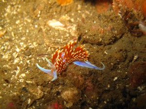 Pequeña Flabelina