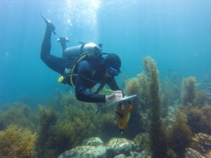 Bouyancy care Nudibranchs