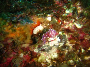 Small nudibranch arroud reef