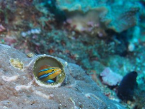 Blenny on massive coral 