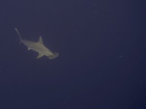 Hammerhead sharks