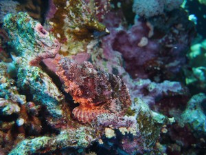 Scorpion fish