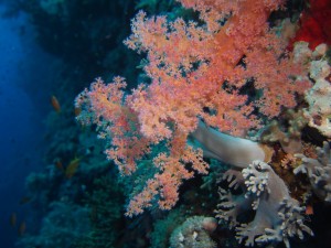 Soft (tree) corals