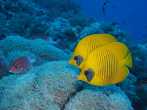 Butterflyfish