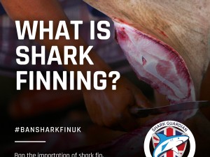 What is shark finning