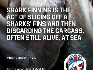 shark finning