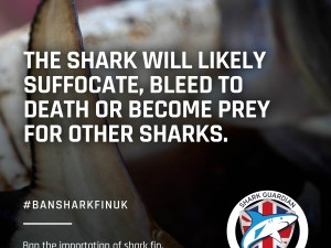 shark finning 