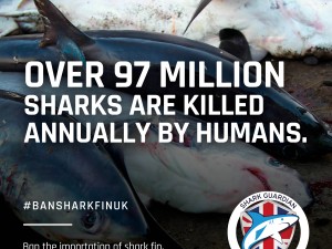 97 million sharks killed