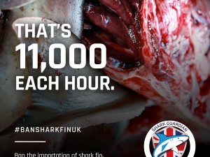 11000 sharks killed every hour