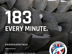 183 sharks killed every minute