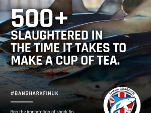 500 sharks killed for every cup of tea