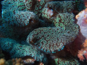 Giant clam