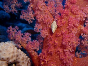 Soft (tree) corals