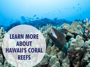 Coral-Reef-Conservation-Online-Course