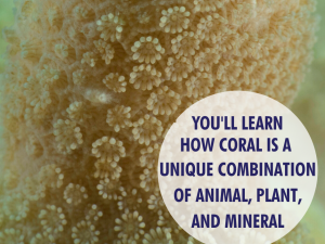 Coral-Reef-Conservation-Online-Course