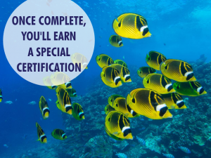 Coral-Reef-Conservation-Online-Course