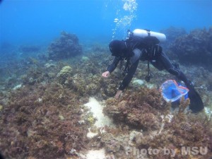 cleaning dive