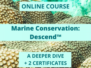 Marine Conservation: Descend